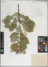 Foto von Salix lanata L.